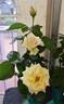 The Wainwright Rose rose photo