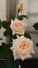 Isn't She Lovely rose photo