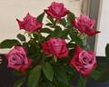 Dr. John Dickman rose photo