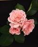 Tickled Pink rose photo