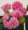 Madame Isaac Pereire rose photo