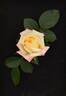 Dancing Flame ™ rose photo