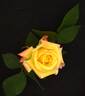 Abby's Angel rose photo