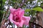 Rose Synactif by Shiseido rose photo