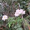 Midsummersnow ® rose photo