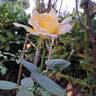 Bordure d'Or® rose photo