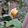 Bring Me Sunshine rose photo