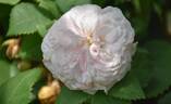 Félicité Parmentier rose photo