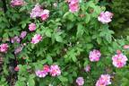 Rosa Mundi rose photo