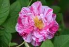 Rosa Mundi rose photo