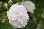 Long John Silver rose photo