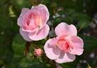 Caroline's Heart rose photo