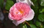Caroline's Heart rose photo