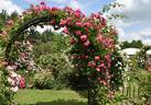 American Pillar rose photo