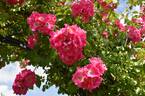 American Pillar rose photo