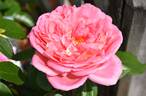Pink Martini rose photo