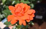 Alexander ® rose photo