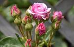 Celebrating Life rose photo