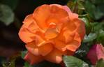 Dawn Chorus rose photo