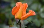Dawn Chorus rose photo