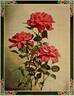 Général Jacqueminot rose photo