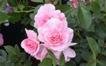 Bonica ® rose photo