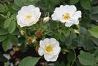 Alba Semi-plena rose photo