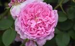 Louise Odier rose photo