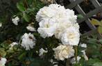 Prosperity rose photo