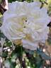 Rose de Bretagne rose photo