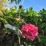 Audrey Fleurot rose photo