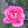 Candy Stripe rose photo