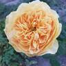 Golden Zest ™ rose photo