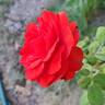 True Passion rose photo