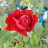 True Passion rose photo