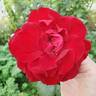 Forever Yours rose photo