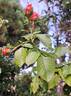 Orangerie rose photo