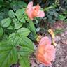 King Arthur ® rose photo