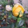 Michelangelo rose photo
