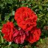 Canyon Road rose photo