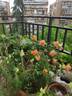 Lady Emma Hamilton rose photo