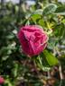 Charles de Mills rose photo