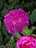 Charles de Mills rose photo