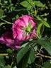 Charles de Mills rose photo