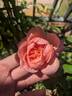 Boscobel rose photo