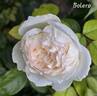 Bolero rose photo