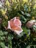 Evelyn ™ rose photo