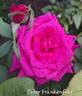 Peter Frankenfeld ® rose photo