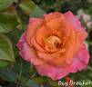 Day Breaker ™ rose photo