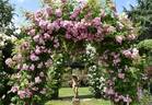 Apple Blossom rose photo